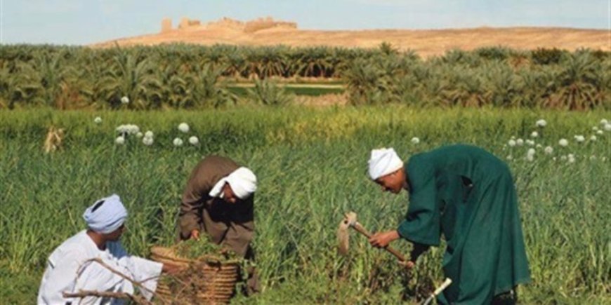 محافظ كفرالشيخ يكرم عدداً من المزارعين خلال احتفالية عيد الفلاح الـ 67