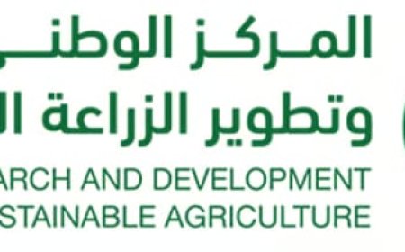 المانجو في جازان.. ثروة اقتصادية تنمو بالبحث والتطوير