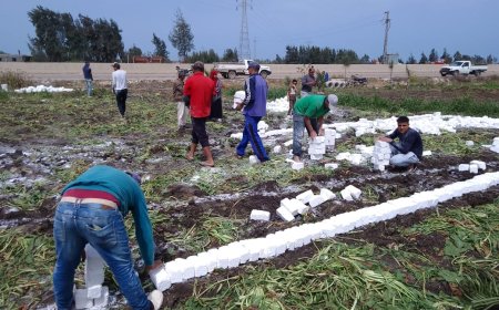 إزالة 13 حالة تعدي ووقف بناء مخالف بـ5 مراكز بكفر الشيخ