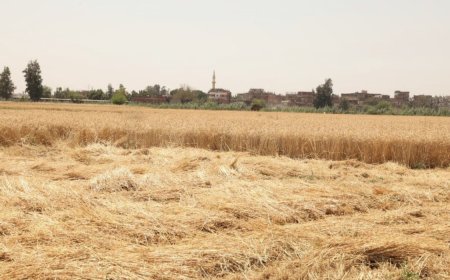 محافظ الشرقية :متابعة سير عملية حصاد وتوريد الأقماح لصوامع وشؤن المحافظة 