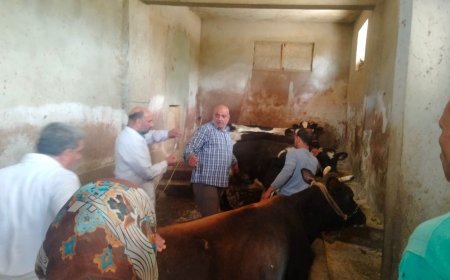 إجراء الكشف البيطري على 317 رأس ماشية ودواجن في قافلة بيطرية بقرية ضمن حياة كريمة