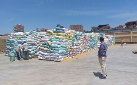 المتحدث الرسمي للمديرية التموين توريد ٨١ألف ٥٩٠طن من محصول القمح بكفر الشيخ