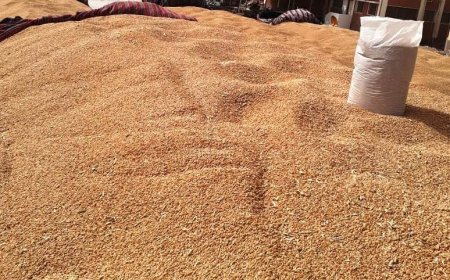 محافظ سوهاج يتابع معدلات توريد القمح للشون والصوامع .. " الفقي " : توريد 26 ألف و 416 طن قمح منذ بدء الموسم