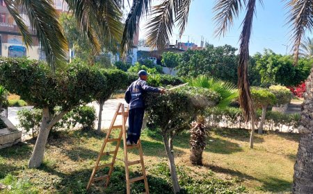 زراعة 175 ألف شجرة بالميادين والمدارس ومراكز الشباب بكفر الشيخ