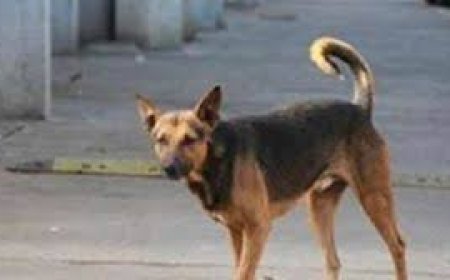 كلب مسعور يعقر 3 بينهم طفل بكفر الشيخ