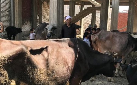 تحصين 110 ألف رأس ماشية ضد الحمى القلاعية والوادي المتصدع و 120 حملة توعية للمواطنين بكفرالشيخ