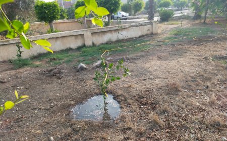 محافظ كفر الشيخ: إزالة 6 حالات تعدي على الأراضي الزراعية في المهد وحملات نظافة وإزالة الإشغالات وزراعة الأشجار