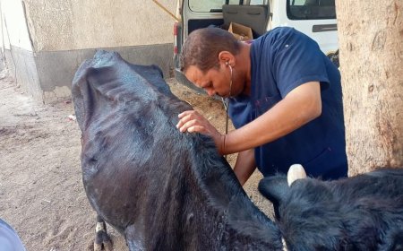 تقديم الخدمات البيطرية ل 5195 حالة لدي 2027 مستفيد من صغار المربين بكفر الشيخ