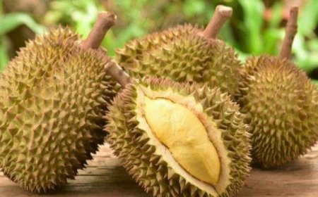 "دوريان الملكة".. هذه فوائد الفاكهة ذات "الرائحة الكريهة"