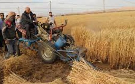 سنابل الذهب تقترب من الحصاد