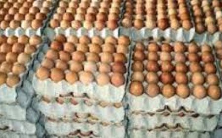 وزارة الزراعة تطرح كرتونة البيض للبيع بسعر 140 جنيها