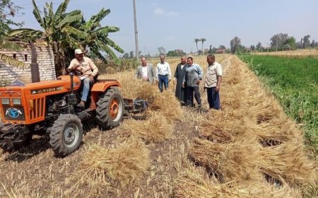 "الزراعة" تعلن بدء موسم حصاد وتوريد القمح.. و"القصير" يوجه بالتيسير على المزارعين