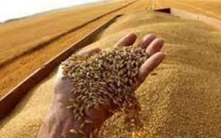 5152 طن قمح بمواقع التوريد بكفرالشيخ البالغ عددها 25 موقعًا