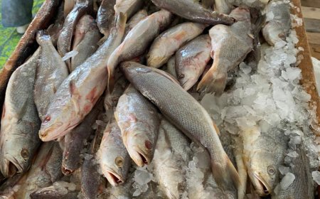 ضبط 36 طن أسماك مملحة فاسدة بكفر الشيخ