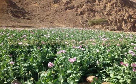 ضبط 6 قراريط مزروعة خشخاش في مركز دسوق بكفر الشيخ