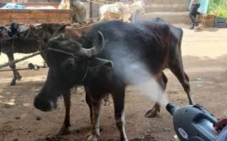 "حياه كريمة" : قافلة بيطرية شاملة بقرية المثلت بالرياض الخميس القادم