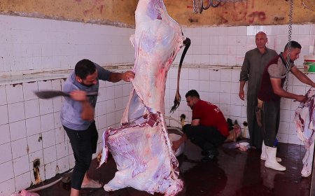 دليلك لمعرفة نوع اللحوم من الأختام قبل الشراء.. الختم الدائرى لصغيرة السن تحت 5 سنوات والمربع للأكبر