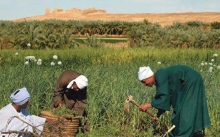 محافظ كفرالشيخ يكرم عدداً من المزارعين خلال احتفالية عيد الفلاح الـ 67