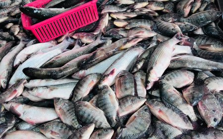 تعرف على أسعار الأسماك بأسواق كفر الشيخ.. اليوم السبت