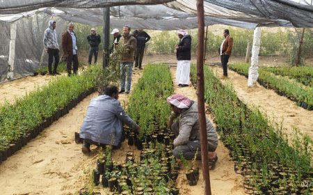 محطه بحوث الشيخ زويد تطلق مبادره إحياء زراعه  أشجار اللوز