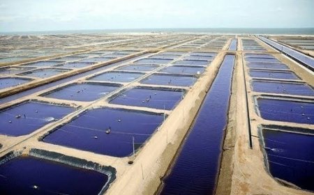 الثروة السمكية في كفر الشيخ.. واقع وتحديات وآفاق المستقبل