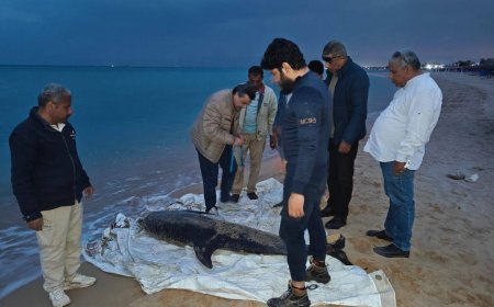 "العثور على دولفين نافق في خليج السويس وتحنيطه بمعهد علوم البحار والمصايد"