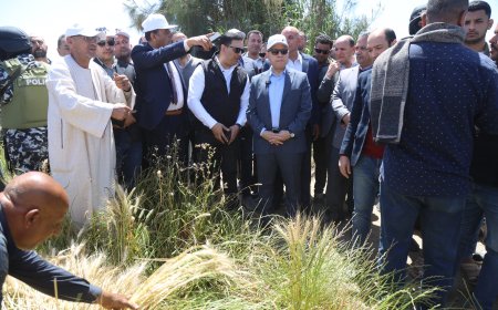 موسم حصاد الذهب الأصفر في كفرالشيخ