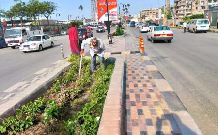 تجميل الأشجار وإزالة الحشائش بشرق كفر الشيخ