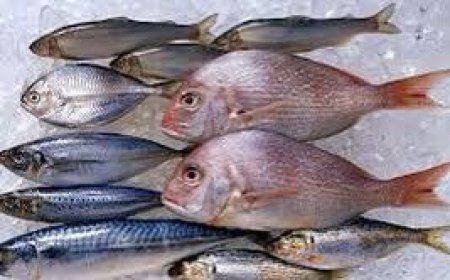 أسعار الأسماك والمأكولات البحرية في بداية اليوم الثلاثاء 17 يونيو 2025