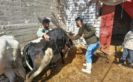 محافظ أسيوط: تحصين أكثر من 40 ألف رأس ماشية وتنفيذ 877 لجنة ميدانية خلال الأسبوع الرابع من الحملة القومية