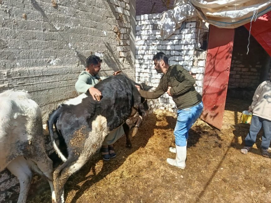 محافظ أسيوط: تحصين أكثر من 40 ألف رأس ماشية وتنفيذ 877 لجنة ميدانية خلال الأسبوع الرابع من الحملة القومية