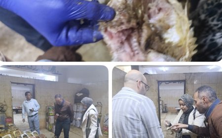 محافظ أسيوط: ضبط 700 كيلو فسيخ وأسماك مملحة غير صالحة خلال حملات مكثفة بأبوتيج قبل شم النسيم