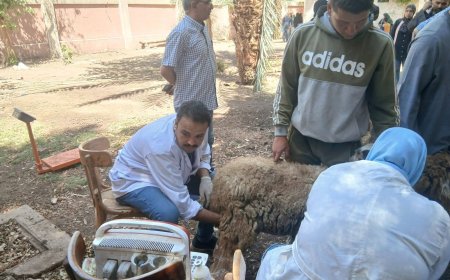 محافظ أسيوط: تسليم 132 رأس أغنام وماعز لـ61 أسرة بالقوصية ضمن جهود دعم الأسر المنتجة وتعزيز الأمن الغذائي