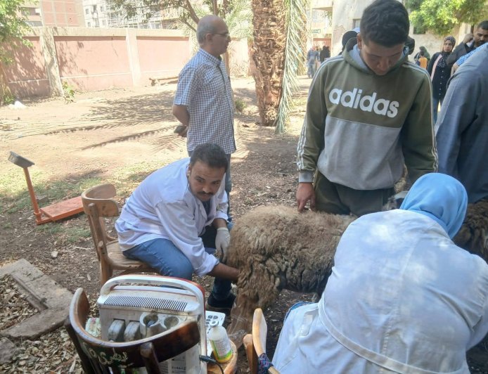 محافظ أسيوط: تسليم 132 رأس أغنام وماعز لـ61 أسرة بالقوصية ضمن جهود دعم الأسر المنتجة وتعزيز الأمن الغذائي