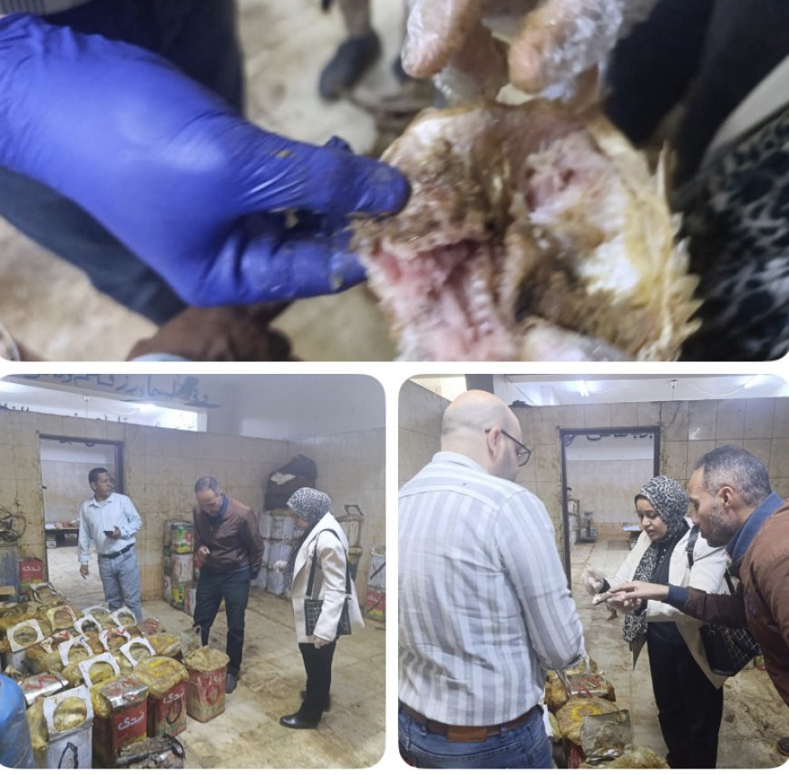 محافظ أسيوط: ضبط 700 كيلو فسيخ وأسماك مملحة غير صالحة خلال حملات مكثفة بأبوتيج قبل شم النسيم