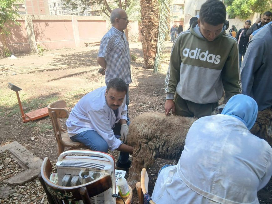 محافظ أسيوط: تسليم 132 رأس أغنام وماعز لـ61 أسرة بالقوصية ضمن جهود دعم الأسر المنتجة وتعزيز الأمن الغذائي